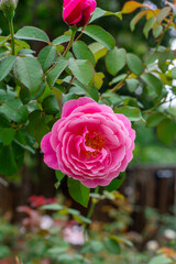 pink rose flower in a garden on green background,Close-up
