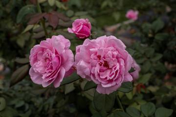 Beautiful rose flower in the garden,Close-up