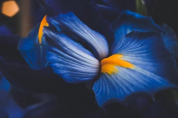 Foto op Canvas beautiful blue iris flower close up macro shot shallow dof. © Coka