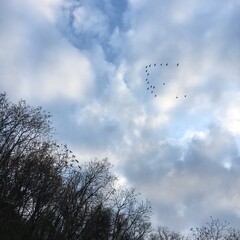 Beautiful Sunrise and Cloud, Birds like V