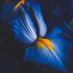 Möbelaufkleber beautiful blue iris flower close up macro shot shallow dof. © Coka