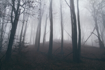 Foggy, creepy autumn forest. Dead tree branches in a fog.