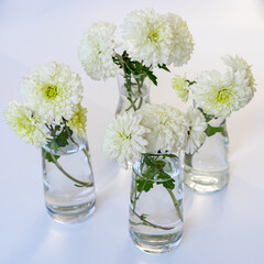 Glass vases with white chrysanthemums with a yellow core