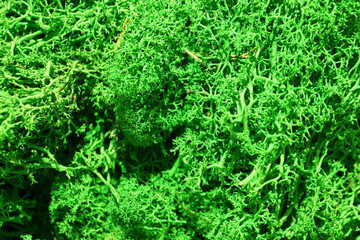 green stabilized moss for ecological interior design close-up, macro photography