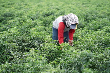 Chili farmers who are picking chilies that are ripe and ready to be sold from the chili fields