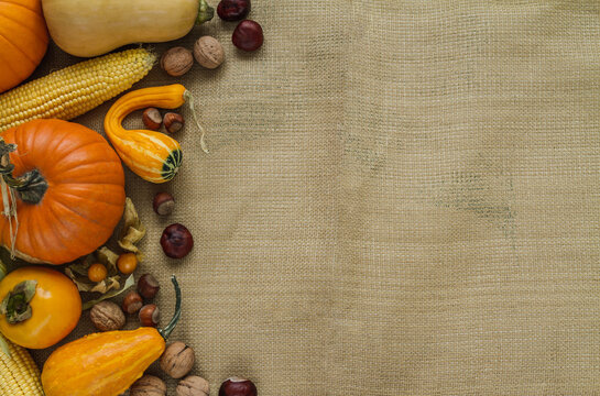 Variety of edible and decorative gourds and pumpkins on jute material. Autumn flat lay composition of different squash with chestnuts, walnuts, hazelnuts, corn on the cob, physalis peruviana fruits.