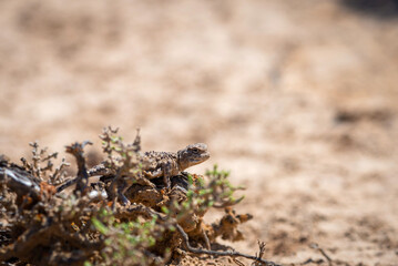 Phrynocephalus helioscopus agama close portrait of in nature