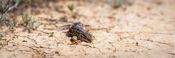 Steppe runner lizard or Eremias arguta close on dry ground