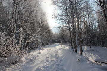 snow path in the forest