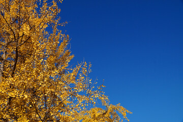 a yellow autumn tree against the background of a clear azure sky, copy space