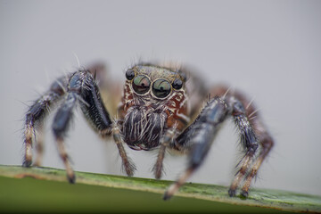 spider