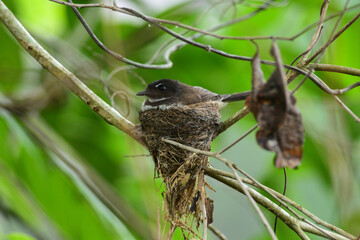 bird on a tree