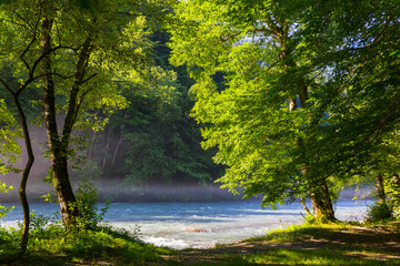 Fototapeta na wymiar Beautiful sunny morning at the forest with the river