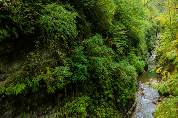 Autumn creek closeup panorama with trees and foliage on rocks in forest with tree branches