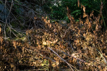 A pile of autumn leves light up by a sun ray. Picture from Scania county, southern Sweden