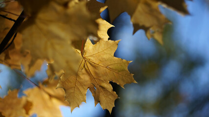 autumn yellow maple leaves on blurred background blue close-up                  