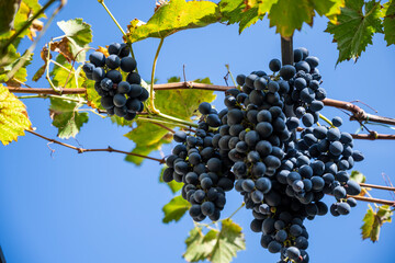 Dark grapes hang on a branch against a blue sky