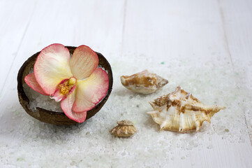 Phalaenopsis Orchid flower  light with a red border lying in a shell of coconut filled with sea salt. next to the scattered sea salt and seashells of different sizes.on white wooden background