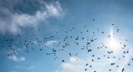 Many birds flying in the sky