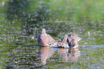 Wild Wood pigeon or Columba palumbus in water of pond