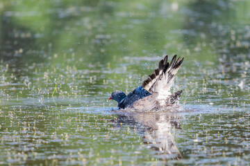 Wild Wood pigeon or Columba palumbus in water of pond