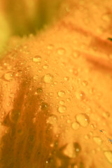 butternut squash yellow flower 