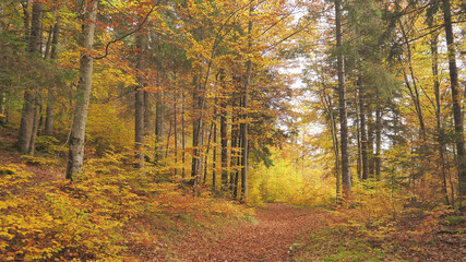 Sentier forestier en automne