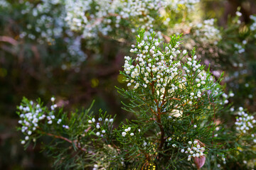 Seeds within fleshy cones of Juniper or Juniperus on branches