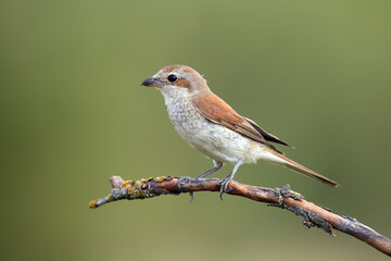 The red-backed shrike (Lanius collurio), female sitting on the branch with green background. Female songbird with a curved beak sitting on a twig.