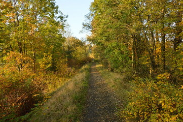 Forest road, autumn colors of the forest.