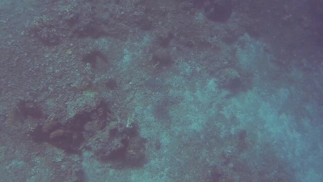sea turtle deep at seabed in bali
