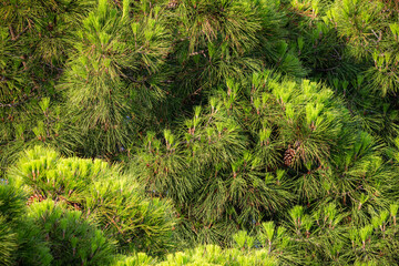 Close-up of pine branches. Nature background concept