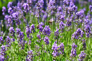 Obraz premium Lavender Flowers Field. Growing and Blooming Lavender