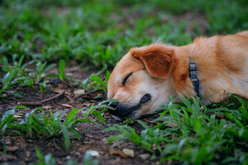 dogs sleeping in the park for background.