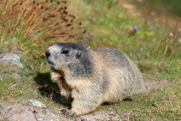 Naklejka na ściany i meble Alpine Marmot (Marmota marmota) at Swiss Alps. Switzerland. Europe