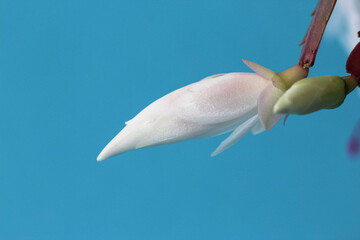 Close-up (macro photography) of a white Schlumbergera flower (lat. Schlumbergera truncata)  on a blue background as a banner