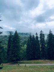 Fototapeta premium Forest in the mountains