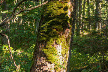 Trunk of an old large tree in forest, covered with green moss. Close-up, selective focus