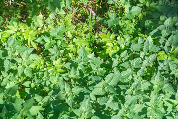 Urtica dioica nettle leaves in sunlight. Selective focus close-up