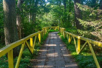 Fototapeta premium Forest path for walking with yellow wooden railings. Ecology concept, forest protection. Selective focus