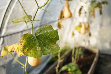 powdery mildew on butternut squash leaf