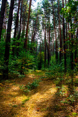 An old dirt road in the forest in early autumn. Forest Road. Hiking in nature.