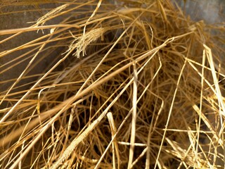 dry grass