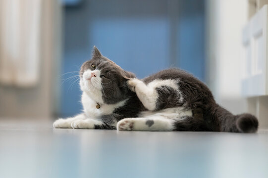 British shorthair cat scratching on the floor