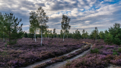 the blooming heather - Die Heide blüht