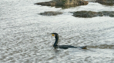 Cormorant fishing