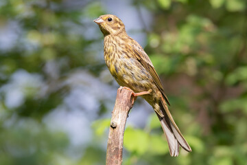 Yellowhammer sitting raised on a branch