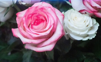 Macro. Rose close-up. Pink and white flowers