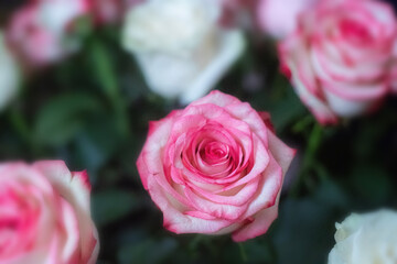 Macro. Rose close-up. Pink and white flowers