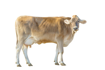 Brown cattle, called Jersey cattle, on white background.